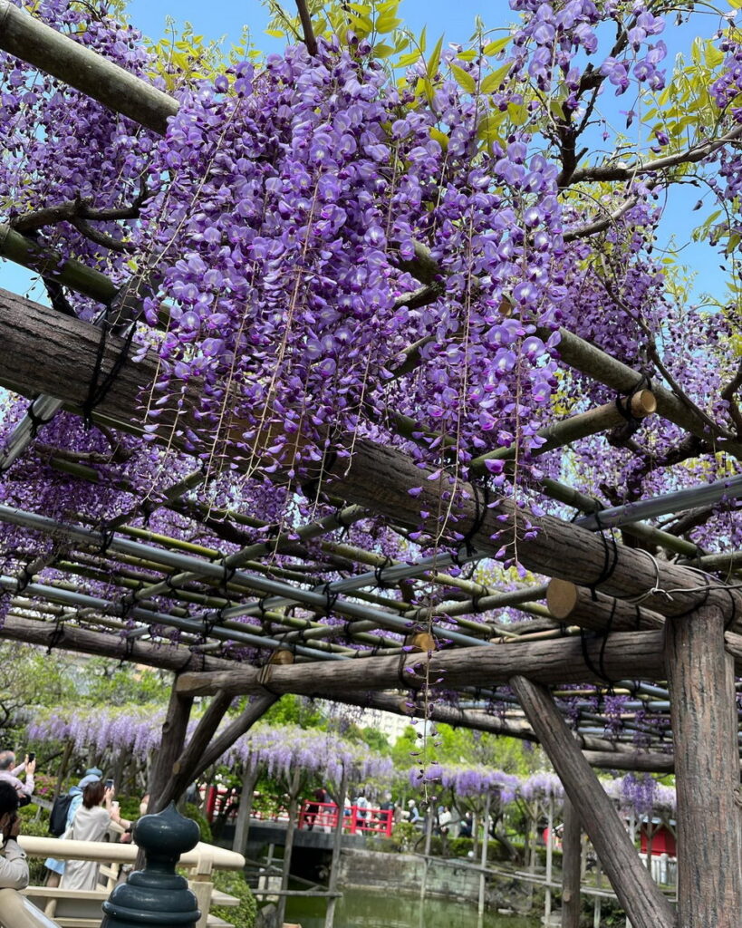 龜戶天神社已佇立於此並守護當地數百年，寺內所栽種的50株紫藤花，年年盛開也療癒遊客們的心。（圖片來源：©KAMEIDO TENJINJYA）