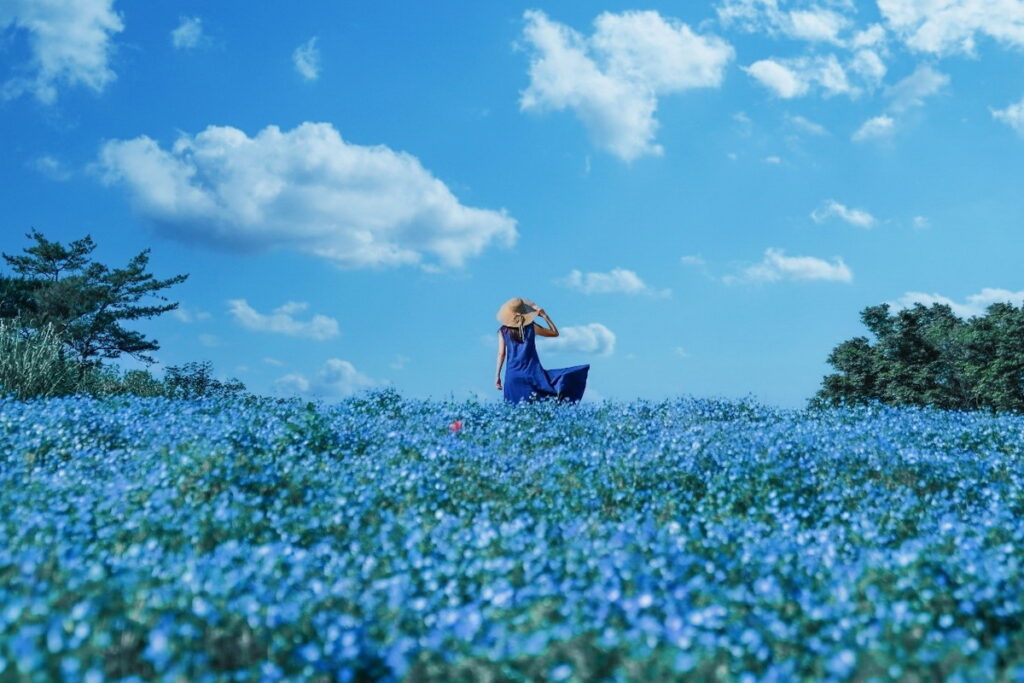 4月下旬至5月中旬是粉蝶花的最佳觀賞期，藍色的花海和天空形成一幅大自然最美麗的景緻。（圖片來源：©Ken Narahashi）