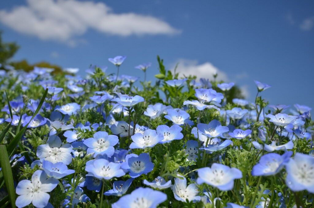 昭和紀念公園的粉蝶花開得像天空一樣清新湛藍，令人心曠神怡。（圖片來源：©昭和紀念公園）