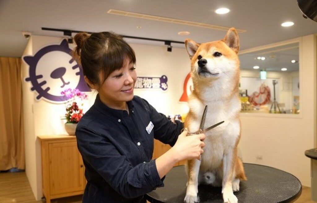 順應毛孩經濟崛起，亞洲動物醫療協會11月6日在台北、11月7日在台中舉辦2場「國際寵物美容大師講座」，除了邀請日本、韓國知名的寵物美容大師，台灣頂尖萌寵美容大師劉淑蕙將親自授課，希望讓國內外寵物美容師能與業界專家交流技術。