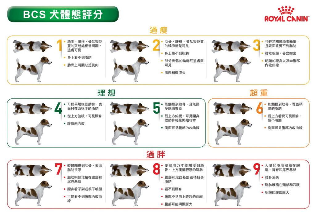 法國皇家 BCS (Body Condition Score) 犬體態評分表 (圖片來源：法國皇家)