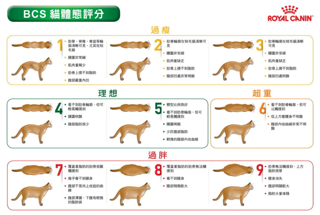 法國皇家 BCS (Body Condition Score) 貓體態評分表 (圖片來源：法國皇家)