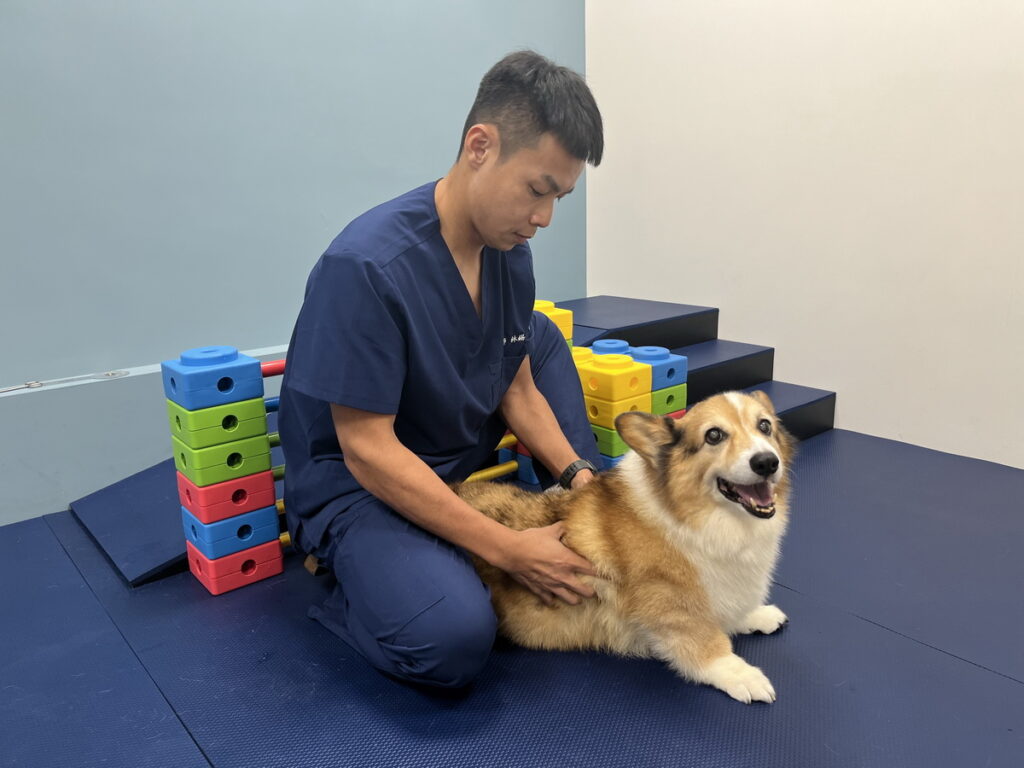品種貓犬因基因變異導致體內賀爾蒙分泌失調或新陳代謝較慢，脂肪囤積容易，天生就有較高的肥胖風險 (圖片來源：小王子動物醫院)