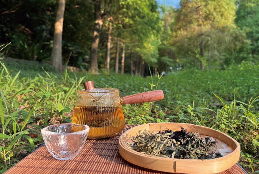 來去山林尋野茶