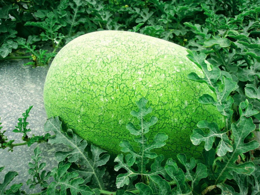無污染環境孕育生產的花蓮大西瓜