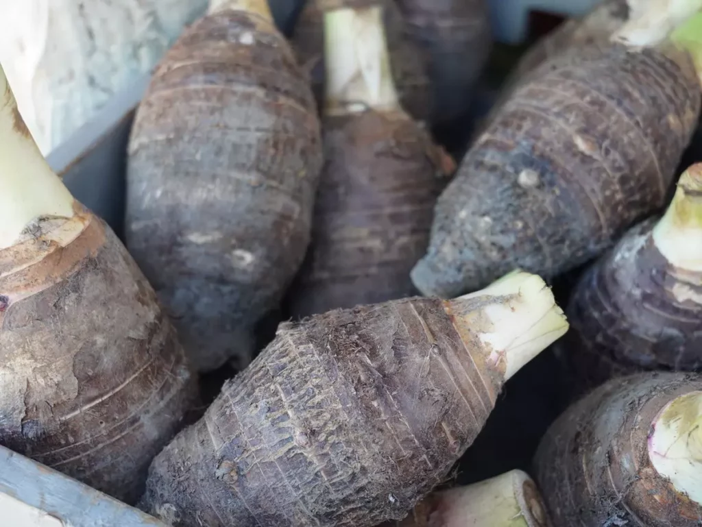 全台好農匯集臺北花博農民市集　產地直送最新鮮