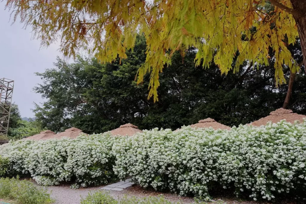 白雪木加上落羽松變色季來臨，以7000坪落羽松森林美景著名的青青食尚花園會館近期推出系列優惠