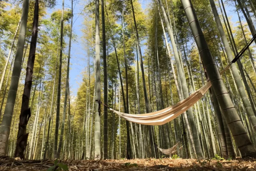 若山竹林