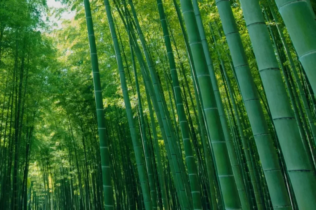 若山竹林