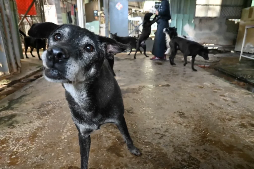 台灣瑪氏號召員工前往八里動物救援保育場擔任志工，實際陪伴等家毛孩，落實對寵物福祉的長期承諾。